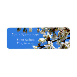 Spring white cherry Blossoms