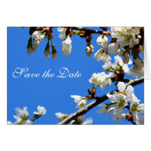 Spring white cherry blossoms