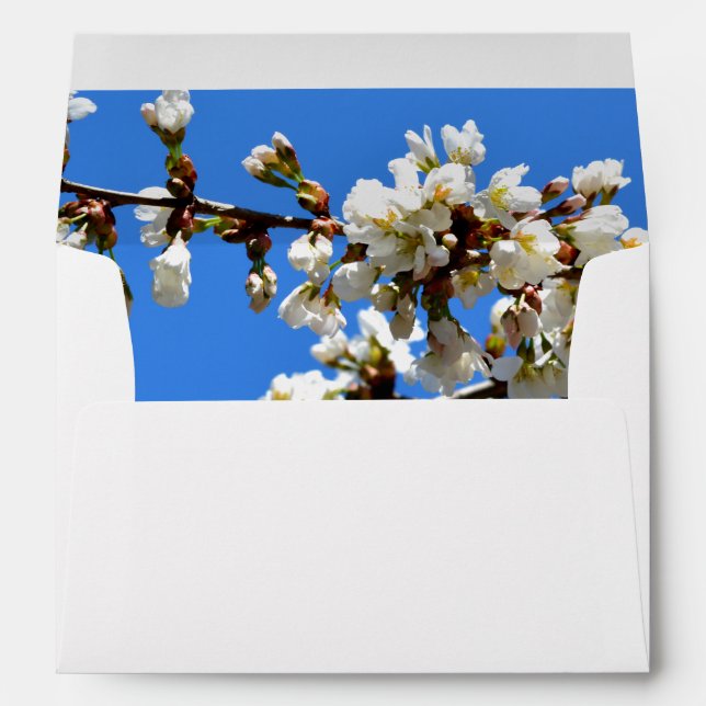 Spring white cherry Blossoms Envelopes (Back (Bottom))