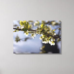 spring white cherry flowering branch canvas print