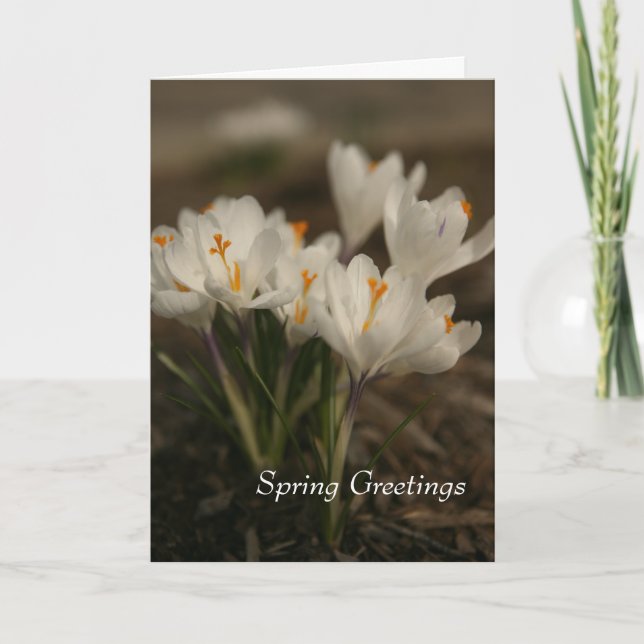Spring White Crocus Folded Greeting Card (Front)