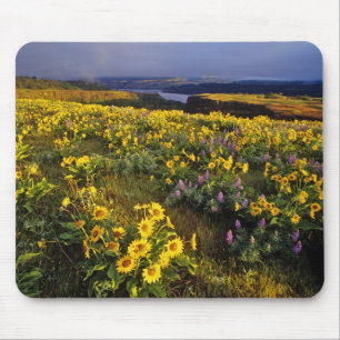 Spring wildflowers in abundance at the Tom Mouse Mat