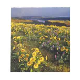 Spring wildflowers in abundance at the Tom Notepad