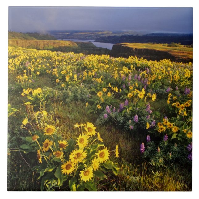Spring wildflowers in abundance at the Tom Tile (Front)