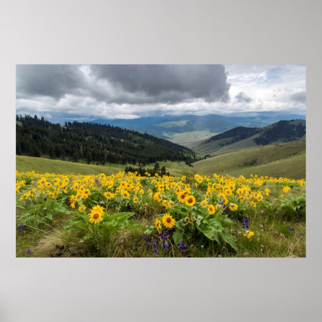 Spring Wildflowers In The Hills Poster (Front)