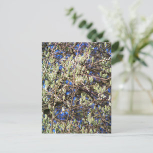 SPRING WILLOW POSTCARD