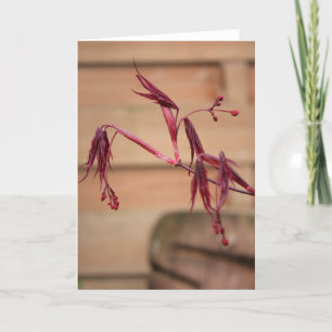 Spring with Maples Leaves greeting card