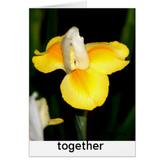 spring yellow