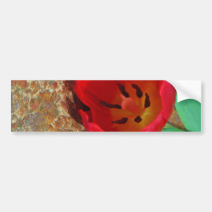 Spring yellow and Red Tulip Bumper Sticker