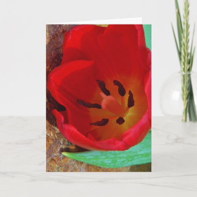 Spring yellow and Red Tulip Holiday Card (Front)