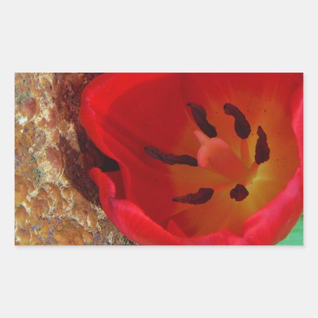 Spring yellow and Red Tulip Rectangular Sticker (Front)