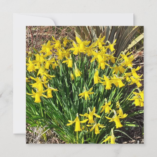 Spring Yellow Daffodils Flat Greeting Card (Front)