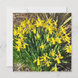 Spring Yellow Daffodils Flat Greeting Card