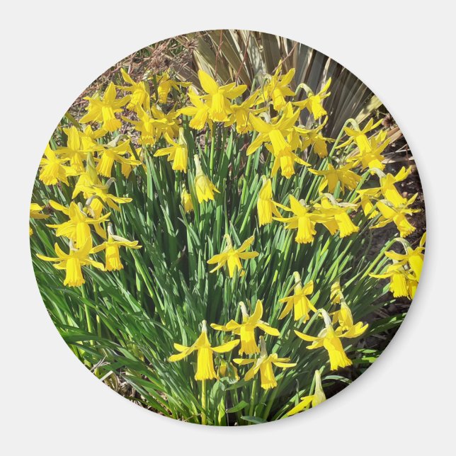 Spring Yellow Daffodils Magnet (Front)