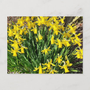 Spring Yellow Daffodils Postcard