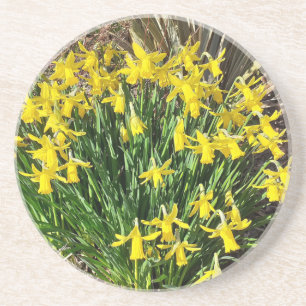 Spring Yellow Daffodils Sandstone Coaster