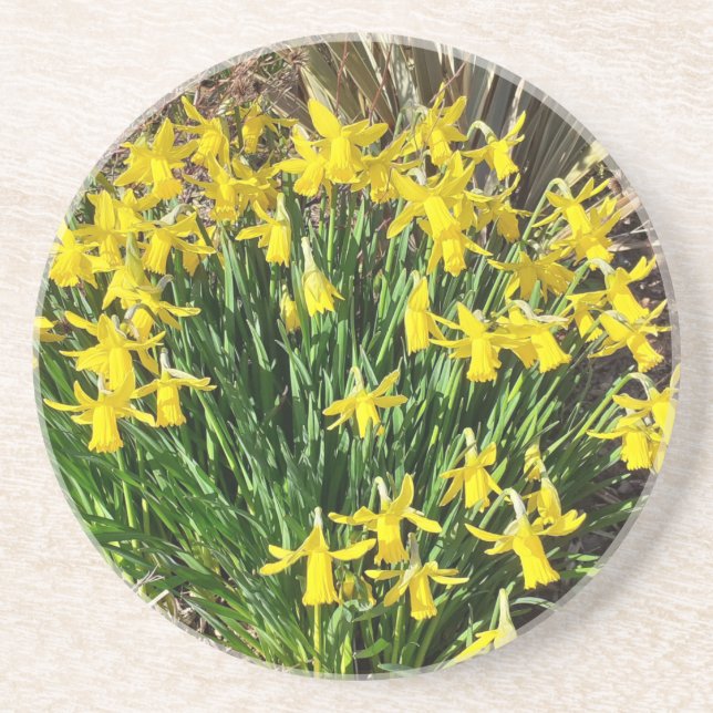 Spring Yellow Daffodils Sandstone Coaster (Front)