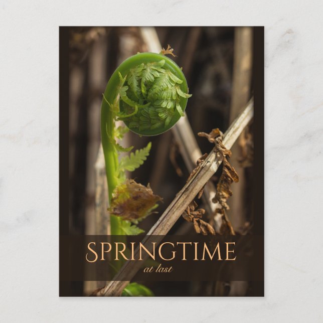 Spring Young fern rising CC0919 Beautiful nature Postcard (Front)