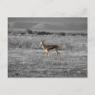 Springbock Postcard