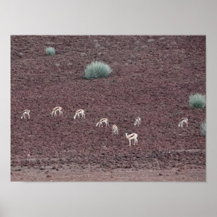 Springboks Grazing For Food, The Namib Desert. Poster