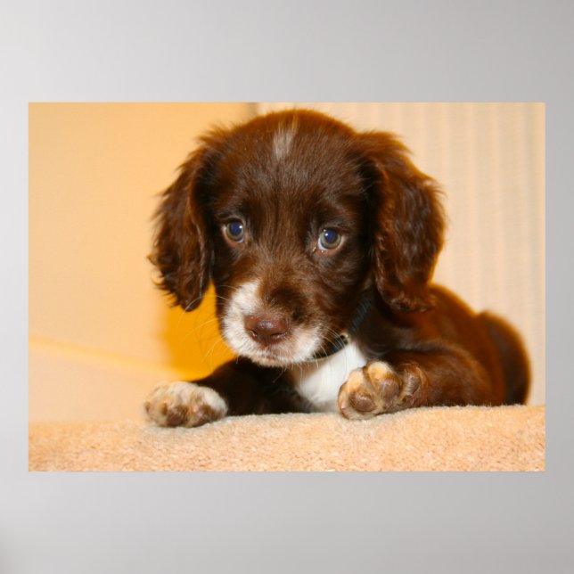 Springer Cocker Spaniel cross-breed puppy Poster (Front)