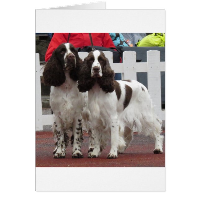 Springer_Pair lw (Front)