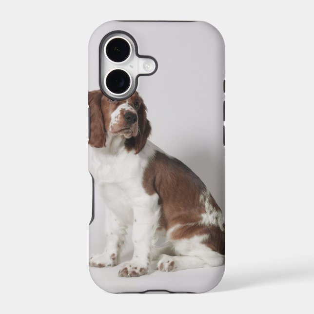 Springer spaniel (Back)