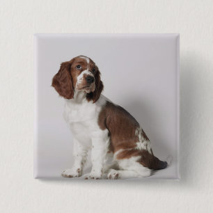 Springer spaniel 15 cm square badge
