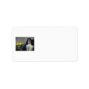 Springer Spaniel Address Labels