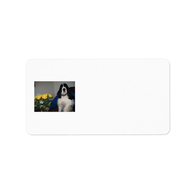 Springer Spaniel Address Labels (Front)