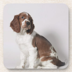Springer spaniel coaster