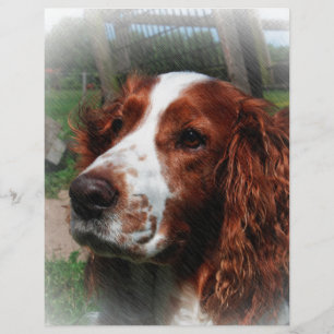 Springer Spaniel Dog Art