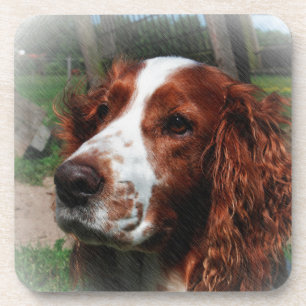 Springer Spaniel Dog Art Coaster