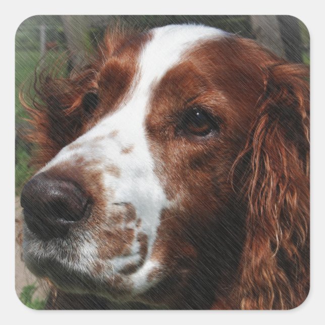Springer Spaniel Dog Art Square Sticker (Front)