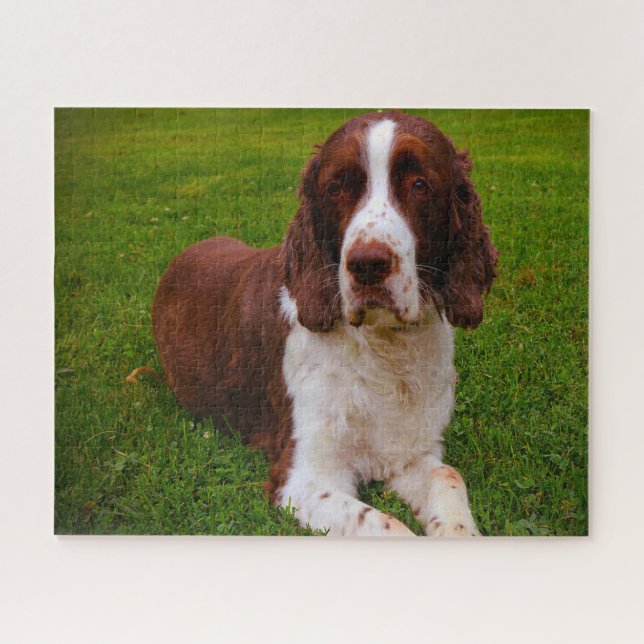 Springer Spaniel Dog Jigsaws. Jigsaw Puzzle (Horizontal)