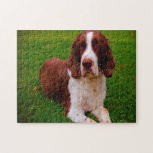 Springer Spaniel Dog Jigsaws. Jigsaw Puzzle