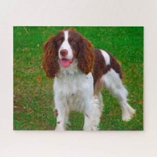 Springer Spaniel Dog Jigsaws. Jigsaw Puzzle