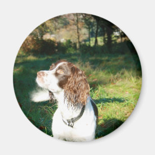 Springer Spaniel Dog Magnet