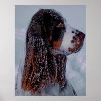 Springer Spaniel Dog Poster.