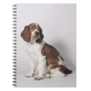 Springer spaniel notebook
