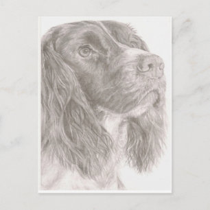 Springer Spaniel Postcard