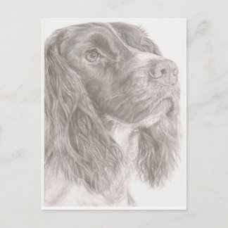Springer Spaniel Postcard