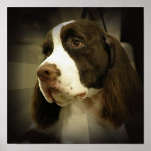 Springer Spaniel Print