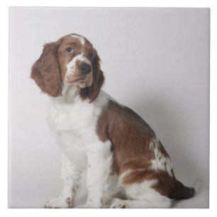 Springer spaniel tile