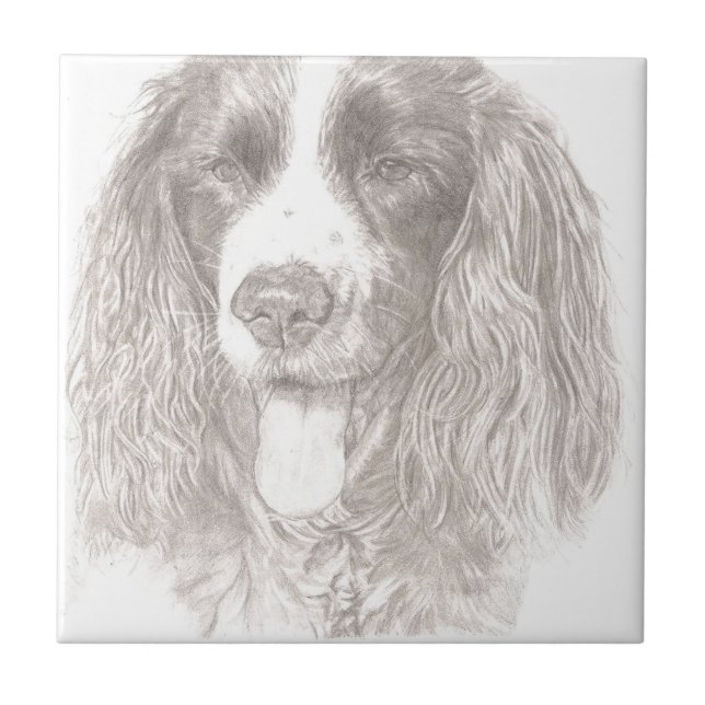 Springer Spaniel Tile (Front)