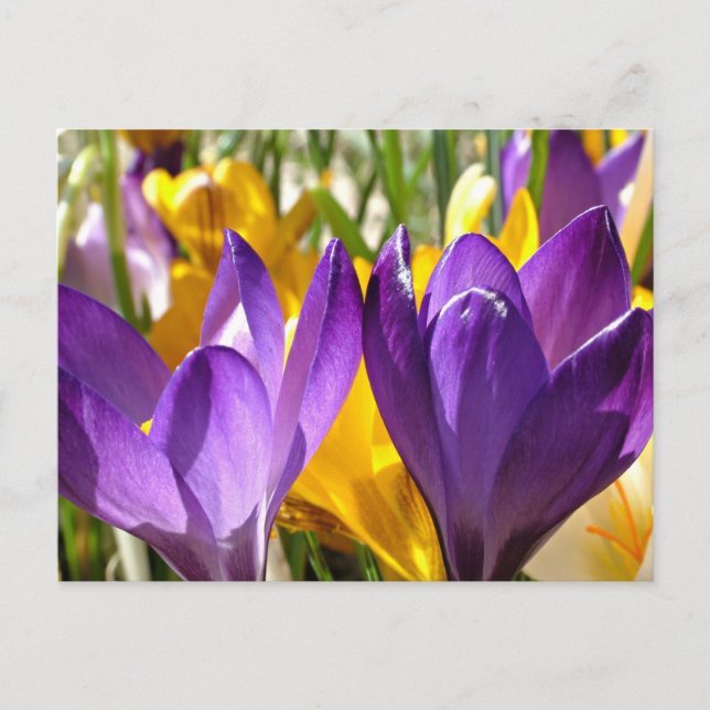 Spring's First Bloom: The Crocus Postcard (Front)