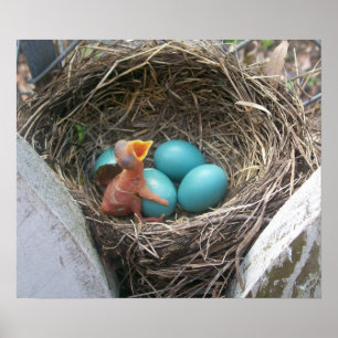 springs_new_birth_firstborn poster