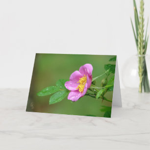 Springs Storm Beauty Wild Rose In Rain Card