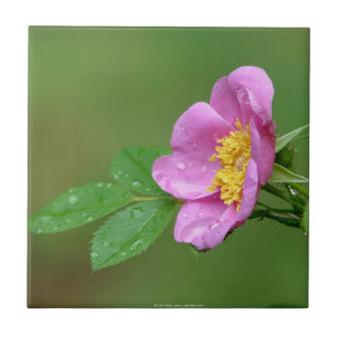 Springs Storm Beauty Wild Rose In Rain Tile