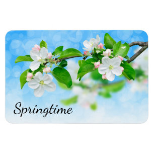 Springtime (apple flowers) magnet